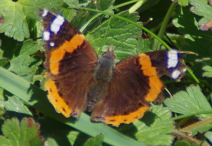 Beauté légère et éclatante