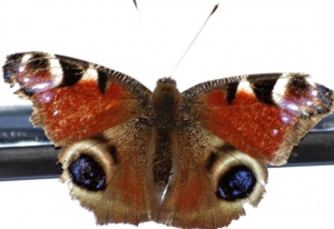 Papillon "paon de jour"