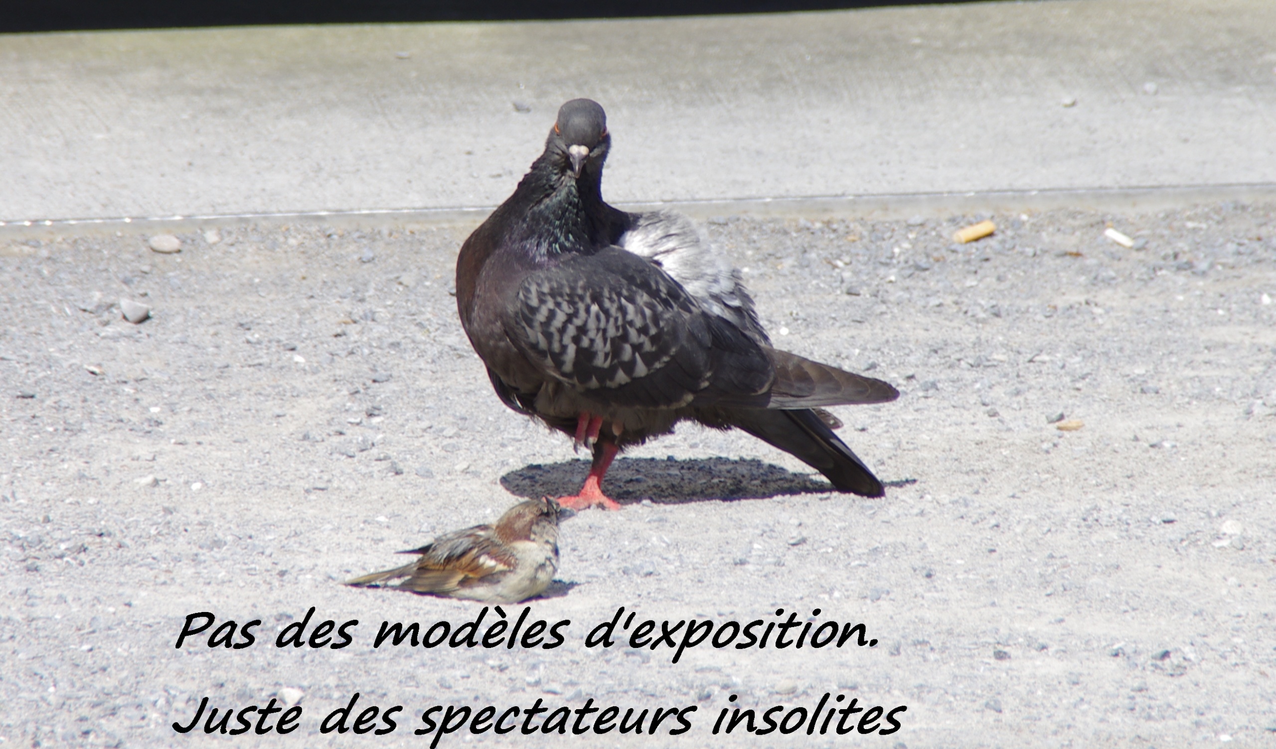 IMGP4881-RT